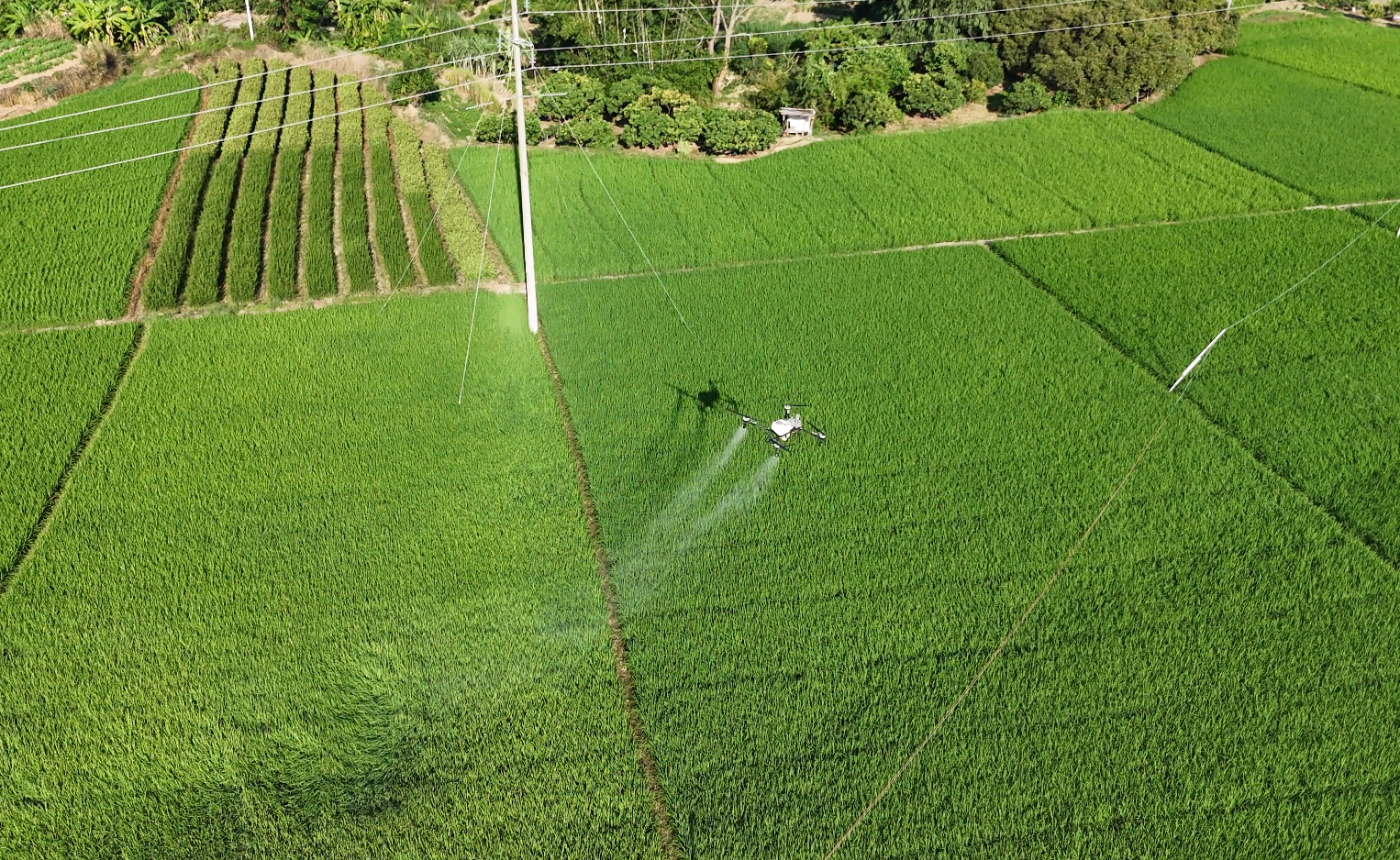 统防统治项目喷洒